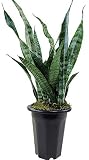 Hirts: Snake Plant Snake Plant, Mother-In-Law's Tongue - Sanseveria - 6" Pot