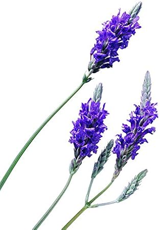 30 pcs Semilla del Lavanda, AZX, Flor Lavanda Bonsai, Semillas de ...