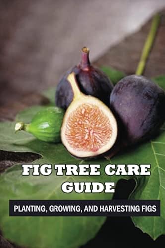 Fig Ree Sapling Fig Tree Care Guide: Planting, Growing, And Harvesting Figs: Keeping ...
