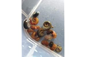 SOUTH SHORE RETAIL, LLC 5+ Baby to Adult Assorted Ramshorn Snails - Veteran Owned Small Business - Rams Horn