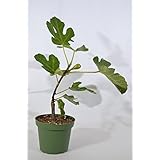 9GreenBox - Chicago Edible Fig - 4" Pot