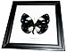 RARE FRAMED REAL BEAUTIFUL MAGPIC CROW BUTTERFLY DISPLAY INSECT TAXIDERMY 5
