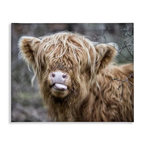 Stupell Industries BaBy Highland Calf Cattle Licking Lips Country Farmland Canv…