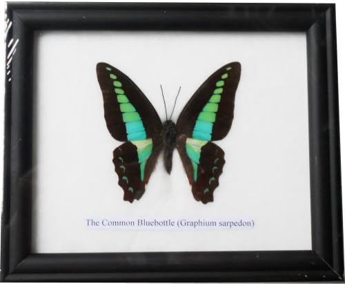 REAL BEAUTIFUL COMMON BLUEBOTTLE BUTTERFLY DISPLAY INSECT TAXIDERMY