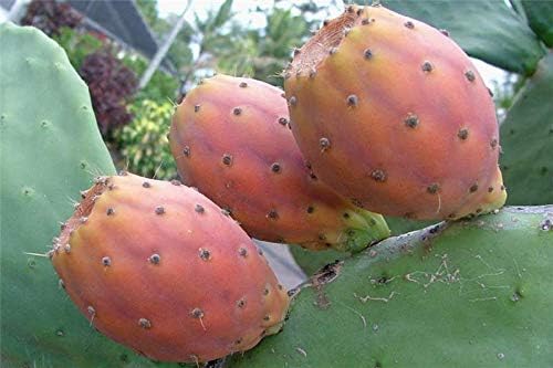 Pera Indiana 40: Opuntia ficus Indica Edible Indian Prickly Pear Fig 100 + Fresh ...