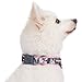 Blueberry Pet 6 Patterns Soft & Comfy Welcoming Spring Rose Flower Prints Girly Padded Dog Collar, Medium, Neck 14.5″-20″, Adjustable Collars for Dogsthumb 4