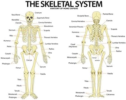 Laminated The Skeletal System Anterior andior View Anatomical Chart Scientific Art Print 24 x 36in
