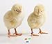 Baby Poultry Leg Bands 3/16