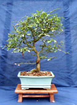 Chinese Elm Bonsai Tree