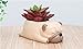 Cuteforyou Succulent Pots,Cute Dog Shaped Flower Planters, Pencil Holders,Desk Accessories, Makeup Brush Storage Stand,Kitchen Utensils & Gadgets -Plants Not in Included (Pug)