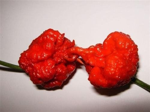 2018 Harvest, 14 Seeds from Organically Grown Carolina Reaper Pepper Plants