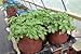 Soft POTS (15 Gallon) Best Fabric Aeration Garden POTS from Maui Mike's. Thicker Fabric and Sewn Handles for Easy Moving. Grow Bigger and Healthier Tomatoes, Veggies and Herbs in Soft POTS.