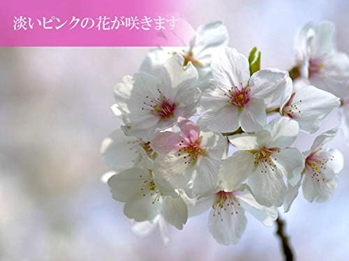 Amazon Co Jp サクラ鉢植え 春に開花 染井吉野桜 信楽鉢植え染井吉野鉢植えです 4月以降は 葉桜でのお届けとなります Diy 工具 ガーデン