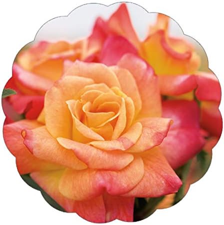 Stargazer Perennials Joseph's Coat Rose Plant