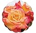 Stargazer Perennials Joseph's Coat Rose Plant Apricot Pink Orange Climbing Rose Potted primary