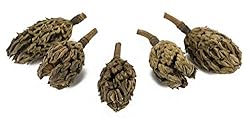 Josh's Frogs Magnolia Pods