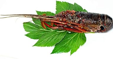 Amazon 代引き不可 伊勢海老 訳あり 活冷 500g 伊豆 下田 冷凍 伊勢エビ イセエビ 生きたまま冷凍 名産 お取り寄せ 3匹 白浜マリーナ エビ 通販