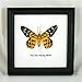 Thai Productz 9 x Framed Wall Decor Real Beautiful Butterfly Display Insect Taxidermy 5