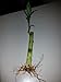 KL Design & Import - 10 Stalks Of 6 Inch Straight Lucky Bamboo For Feng Shui Or Gifts