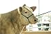 Weaver Leather Rope Cow Halter