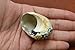 South Africa Sarmaticus Turbo Hermit Crab Sea Shell 1 1/2