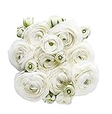 White French Peony Ranunculus -12 Largest Size Corms Bulbs