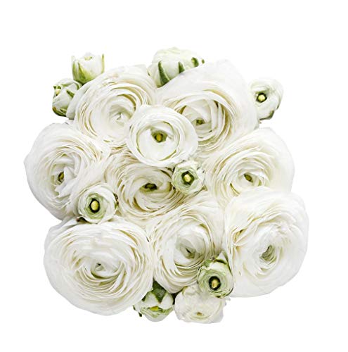 White French Peony Ranunculus -12 Largest Size Corms Bulbs