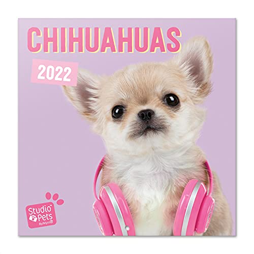 Chihuahuas Pink