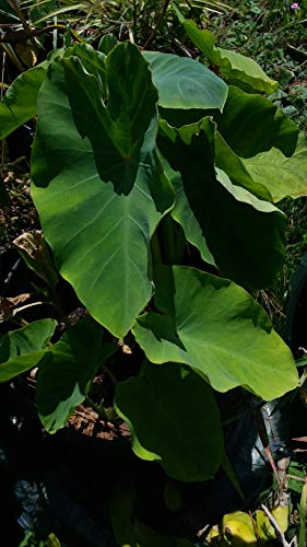 Small Taro (eddo) Plant/Bulb, NOW you're getting 4 bulbs PLUS 4 BARE ROOTS for good measure - Thumbnail 5