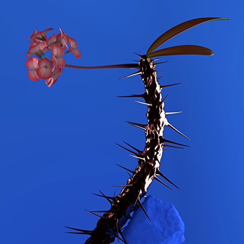 Skin Companion EP II [Explicit]