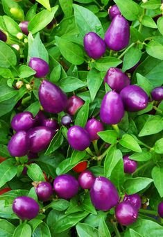 Arlo RARE HYBRID LOCO CHILI PURPLE VEGETABLE SEEDS 20 HOT PEPPER CAPSICUM CHILLI SEEDS