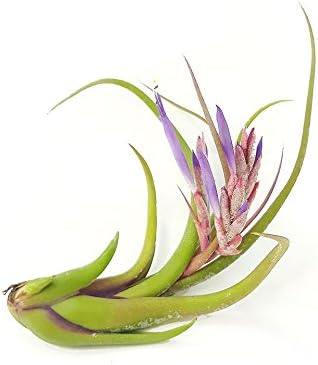 The Drunken Gnome AIR PLANTS–PAUCIFOLIA LARGE – 1 PACK air purifying flowering tillandsia for terrarium, fairy garden starter kit, home office, indoor outdoor, corporate gift (1 PACK, Large - 5-6")