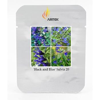 Amazon.com : 'Black and Blue' Salvia guaranitica Sage Perennial