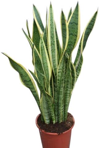 Botanicly Sansevaria Variegated Mother in Law Tongue Indoor Plant 30 cm