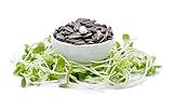 1 Lb Pouch Organic Non-GMO Black Oil Sunflower Microgreens Seeds and Sprouting Seeds (Shell On) - Edible Sun Flower Micro Green Seeds, Organic Sprout Seeds, Seeds for Sprouting, and Sprout Mix