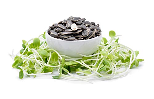 1 Lb Pouch Organic Non-GMO Black Oil Sunflower Microgreens Seeds and Sprouting Seeds (Shell On) - Edible Sun Flower Micro Green Seeds, Organic Sprout Seeds, Seeds for Sprouting, and Sprout Mix
