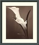 Callas by Laurie Eastwood Framed