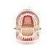 Carejoy Carejoy Dental Dentist Child Kid Teeth Gums Standard Tooth Teaching Model