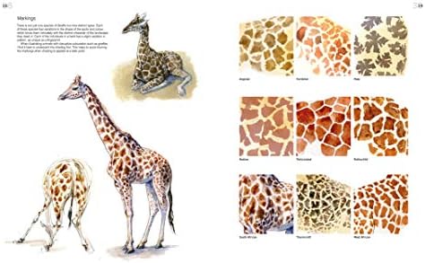 The Field Guide To Drawing And Sketching Animals Pond Tim Amazon Pl Books The Field Guide To Drawing And Sketching Animals Pond Tim Amazon Pl Books