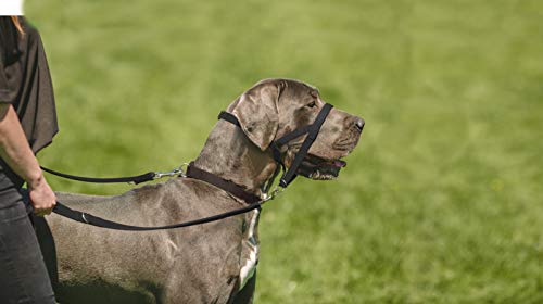 halter collars for dogs that pull