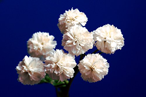 Baby's Breath (Gyp) - Thumbnail 2