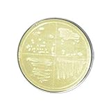 bioWORLD 30627011-2 Luria-Bertani (LB) Agar Plate