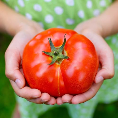Tomato Seeds - Big Beef - Packet - Vegetable