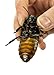 Josh's Frogs Male Madagascar Hissing Cockroach (Gromphadorhina portentosa)