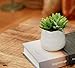 Small Faux Sedum Succulent in Round White Ceramic Planter - 4 x 4.5 Inches - Marmeda Decor Potted Artificial Plant in Glazed Clay Vase - Global Modern Decor for Home or Office