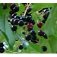 6-12" Black Cherry Tree, Sweet Fruit to Enjoy in Years to Come, Fruit Bearing Potted Plant, in Dormancy