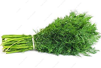 ASTONISH Seeds: 100 Pcs EU Fragrant Bulb Fennel Seeds Organic Vegetable Seeds Angio Plants Flower Seeds sementes de Bonsai - Thumbnail 3