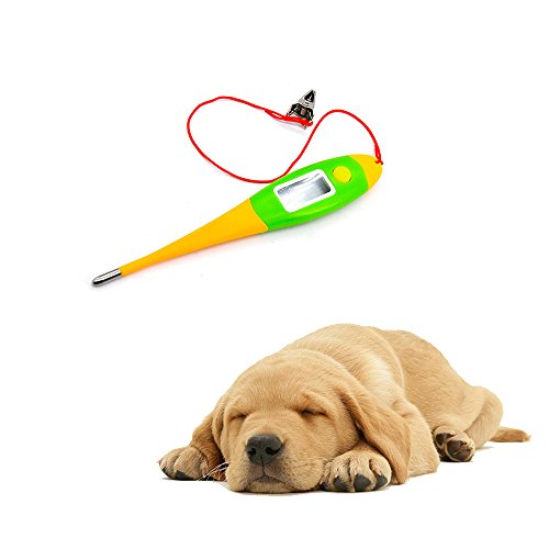 Best Dog Thermometers Buying Guide GistGear