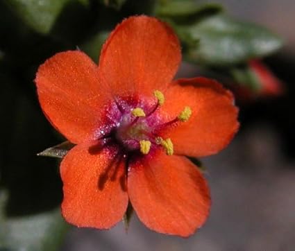 Amazon Com 100 Scarlet Pimpernel Adders Eyes Anagallis Arvensis Flower Seeds Flowering Plants Garden Outdoor