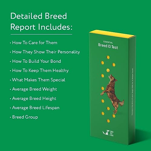 DNA My Dog Trusted & Affordable Breed Identification Test | 350+ Breeds Identified with 99%+ Accuracy | Complete Breed Analysis, Personality and Behavior Insights | Easy Cheek Swab, Results in 2 Weeks